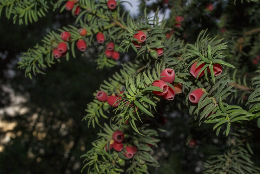 Тис ягодный Taxus baccata
