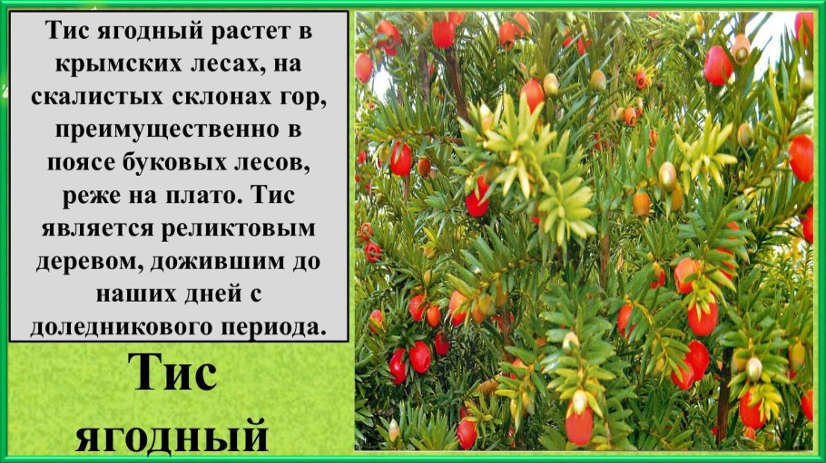 Тисс ягодный - Taxus baccata l