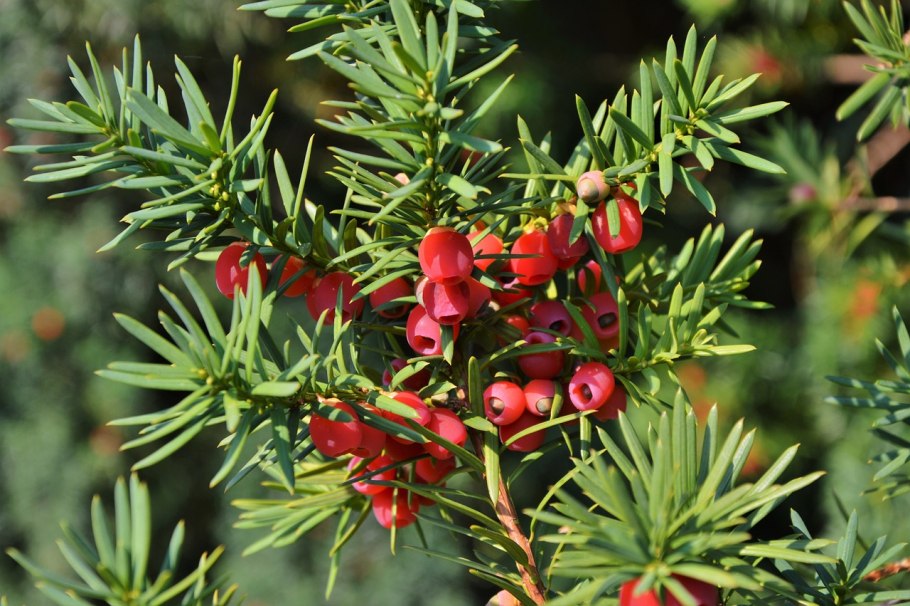 Taxus baccata, Taxaceae