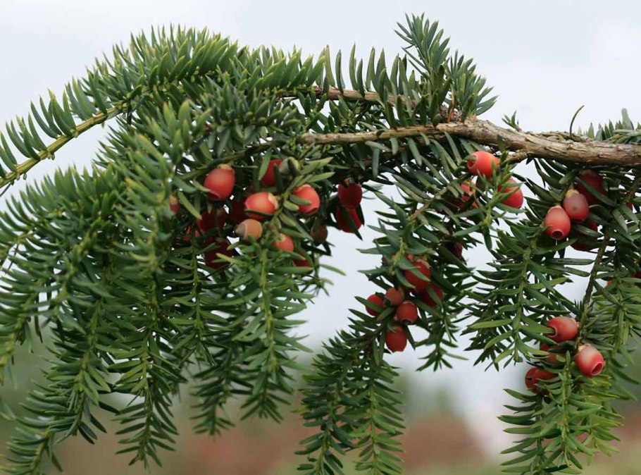Тис ягодный Taxus baccata
