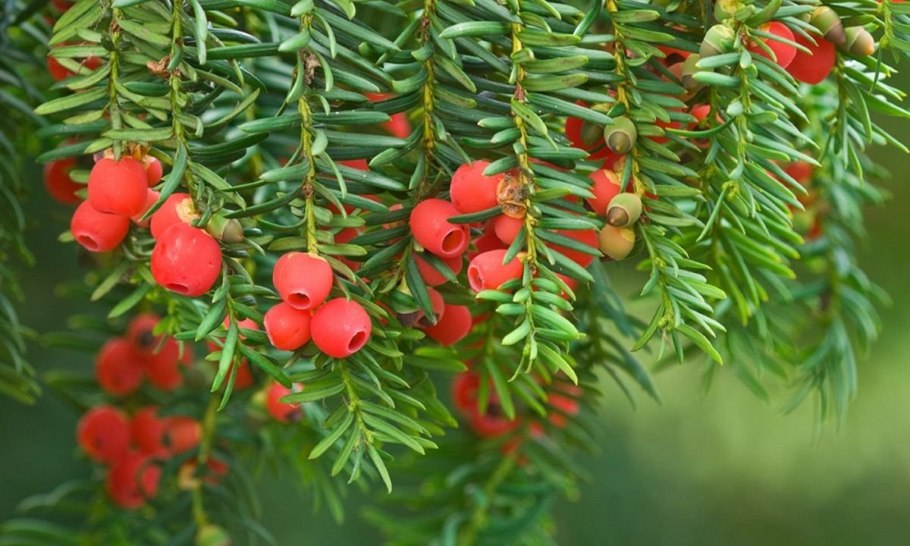 Тис ягодный Taxus baccata