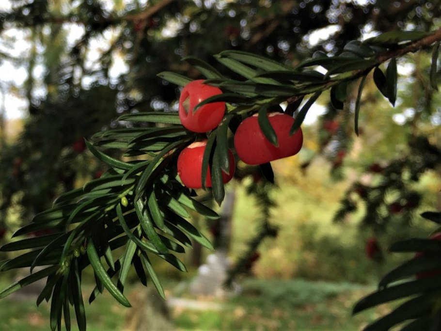 Тисс Taxus baccata