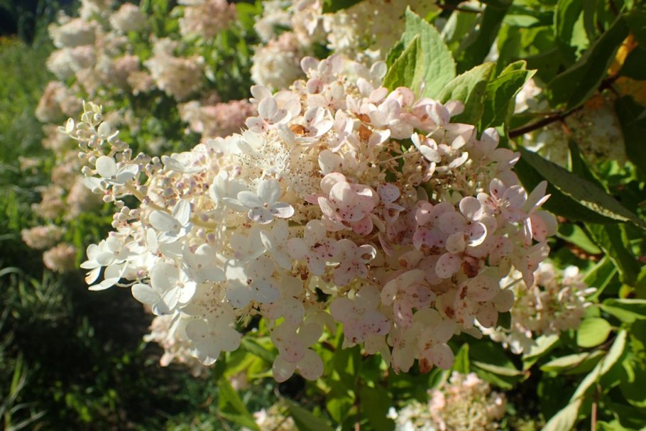 Гортензия метельчатая (Hydrangea paniculata `Tardiva`)