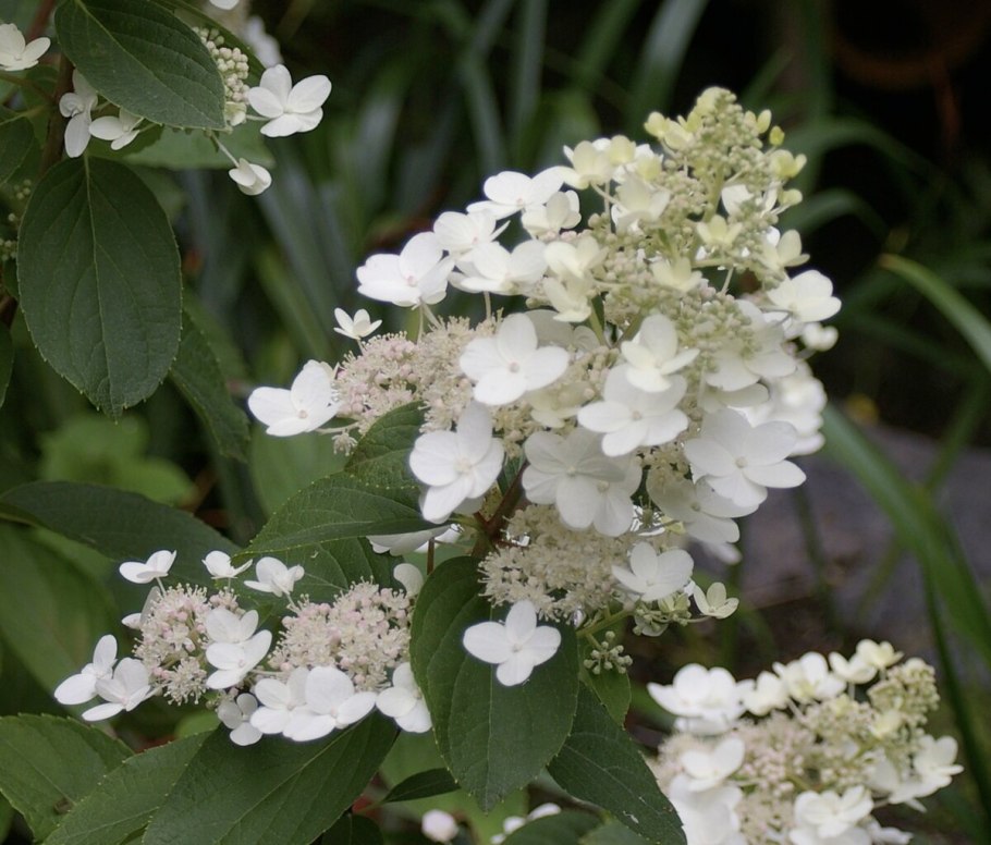 Гортензия метельчатая Hydrangea Pan. Tardiva
