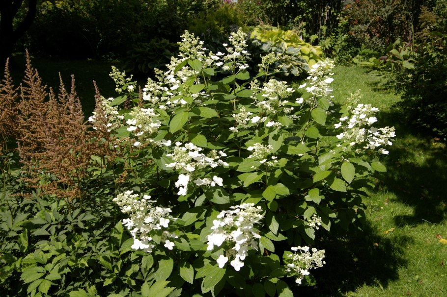 Гортензия метельчатая (Hydrangea paniculata `Tardiva`)