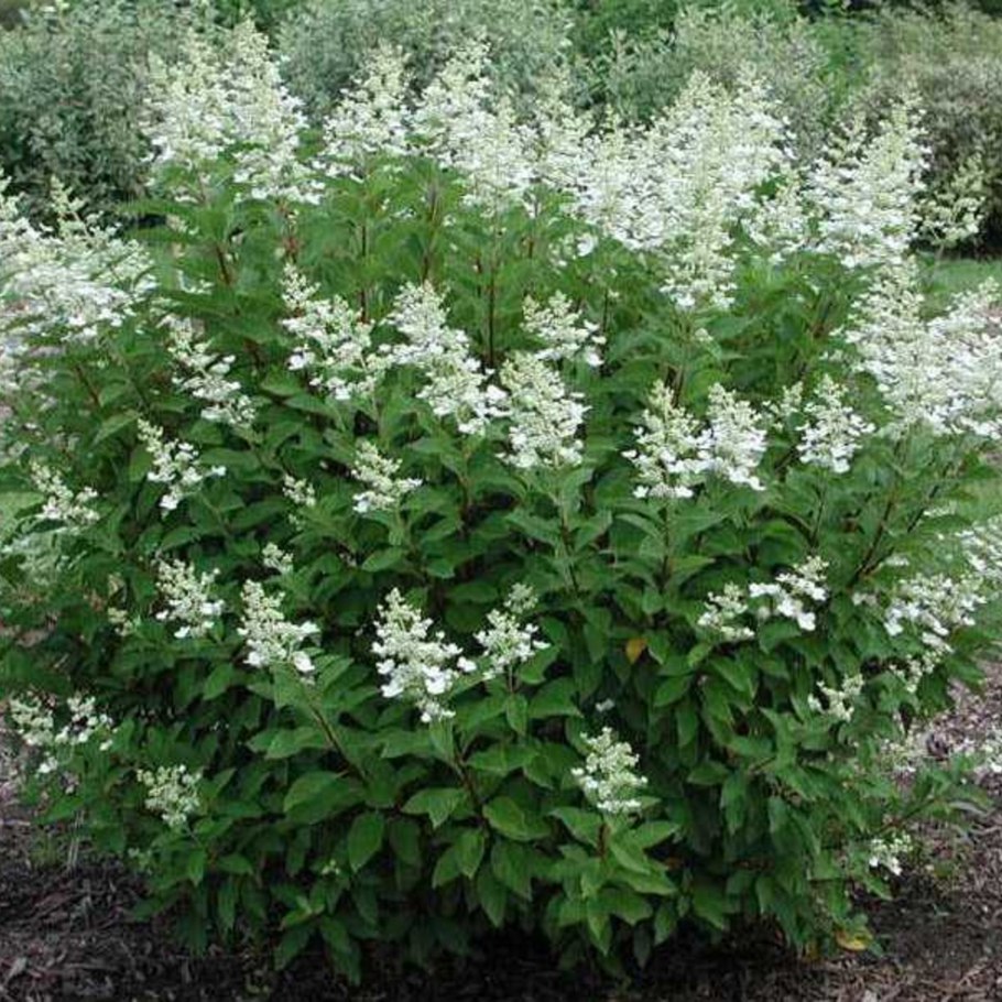 Гортензия метельчатая (Hydrangea paniculata Pandaria