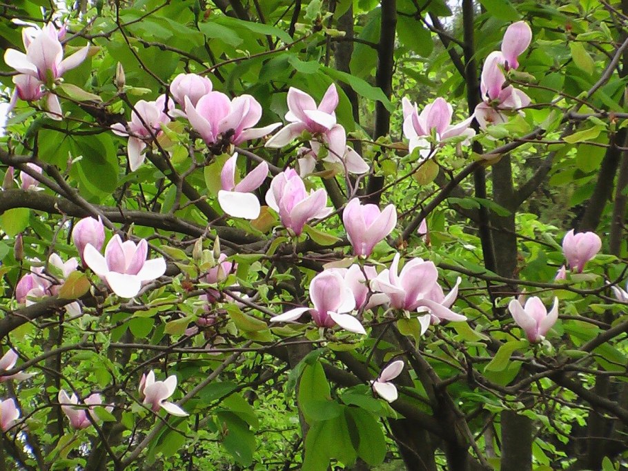 Магнолия Эмперор