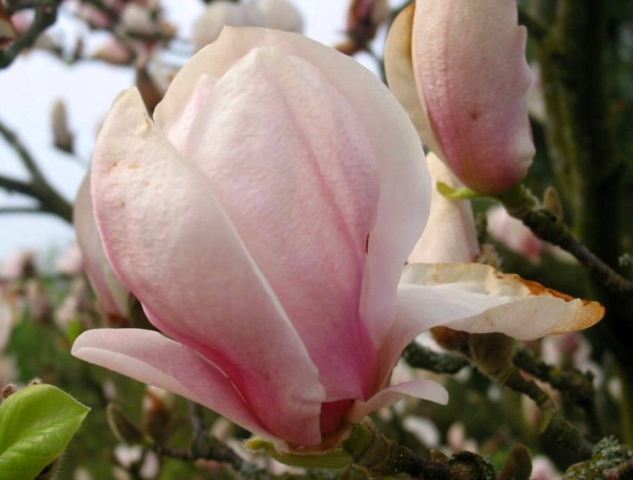 Магнолия сенсейшен