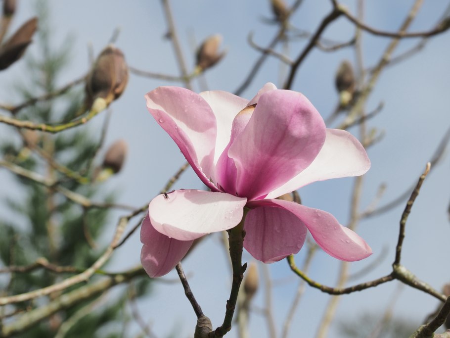 Магнолия Биг дуде