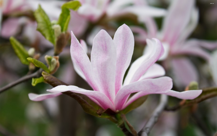 Магнолия карликовая