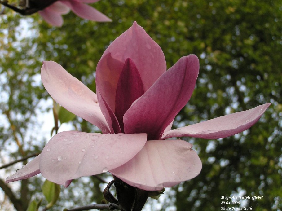 Магнолия Purple