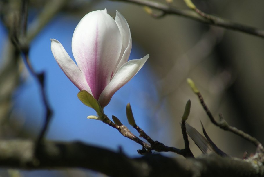 Магнолия цветок видео на зеленом фоне