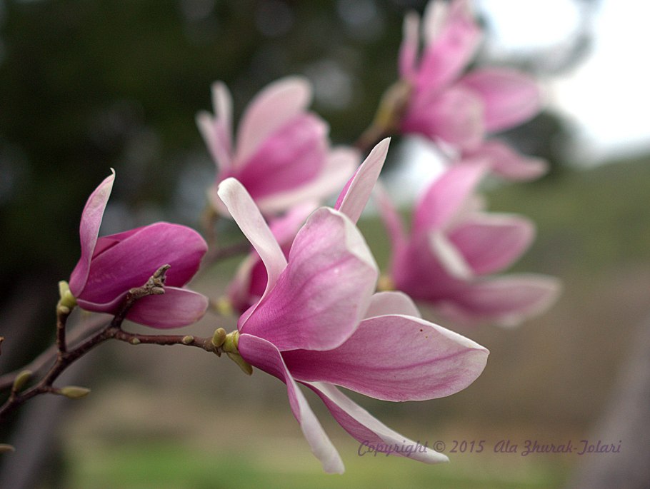 Provence Магнолия цвет