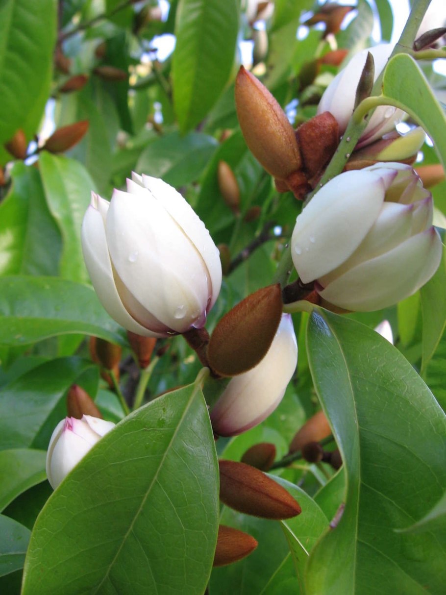 Magnolia doltsopa