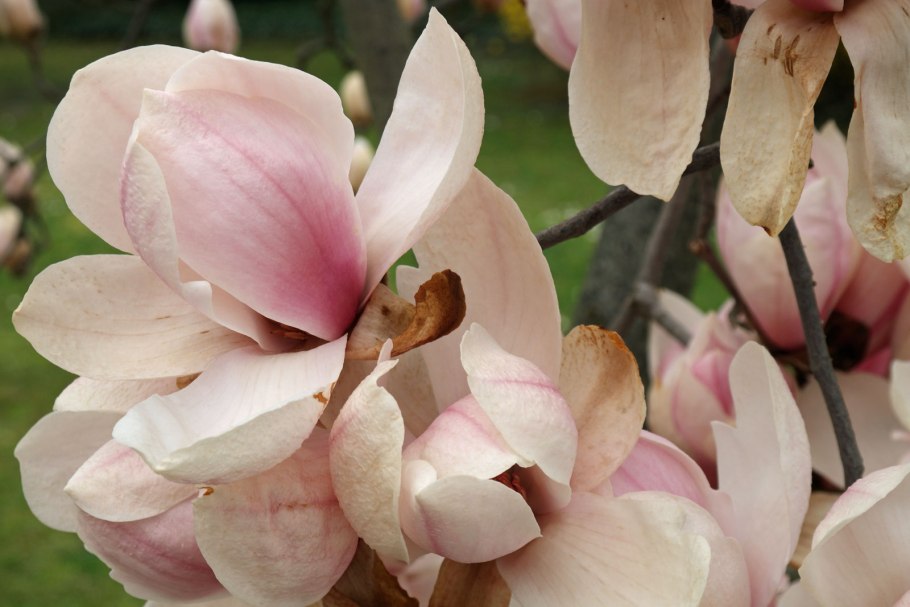 Магнолия Денудата розовая