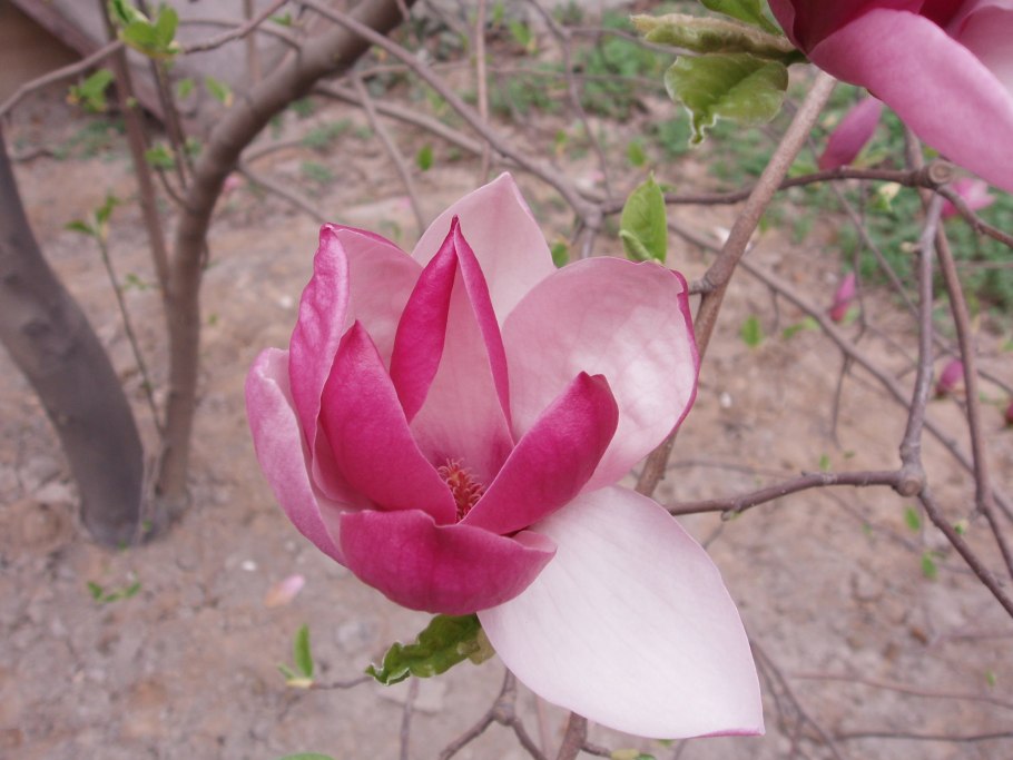 Магнолия сенсейшен