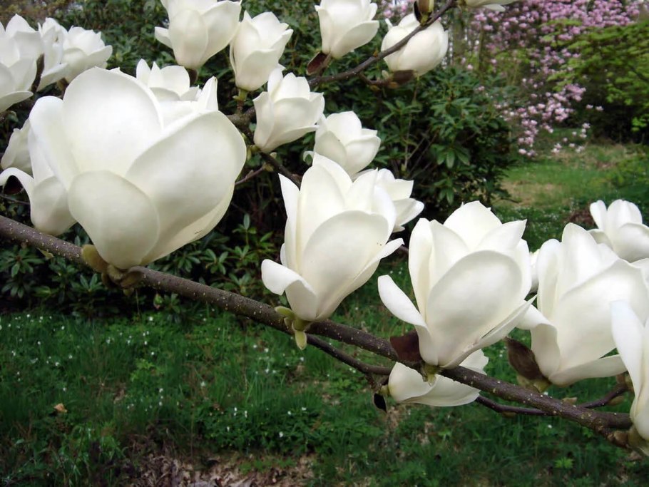 Магнолия Суланжа speciosa