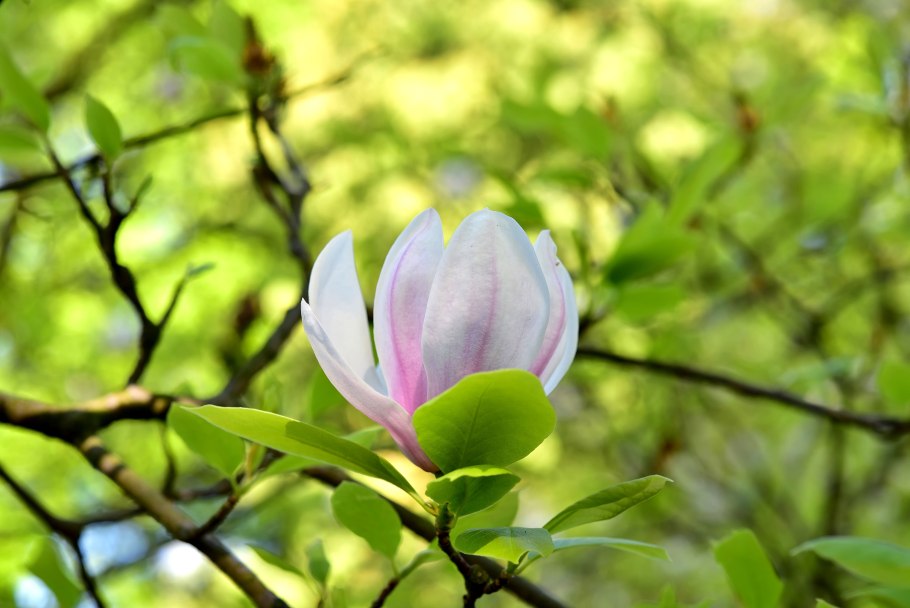 Магнолия Арборетум