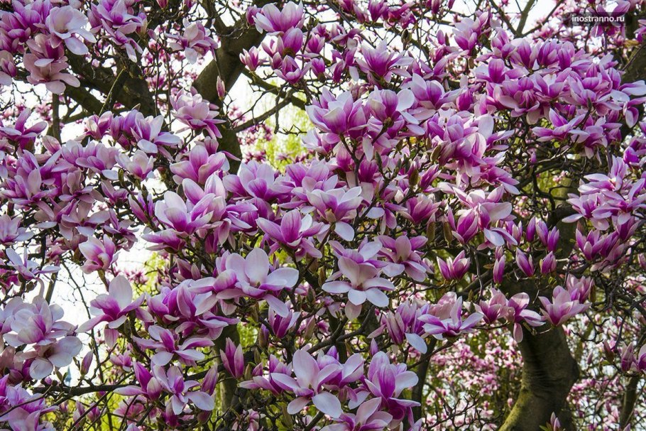 Магнолия мелкоцветковая