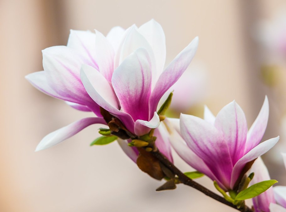 Магнолия Поддубная