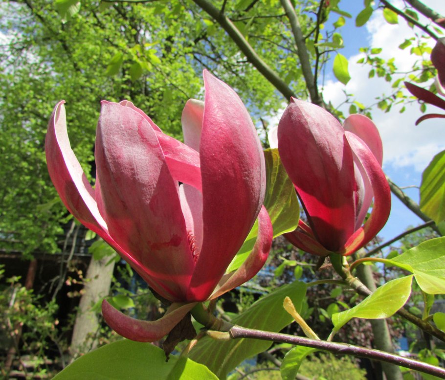 Сиамская Магнолия