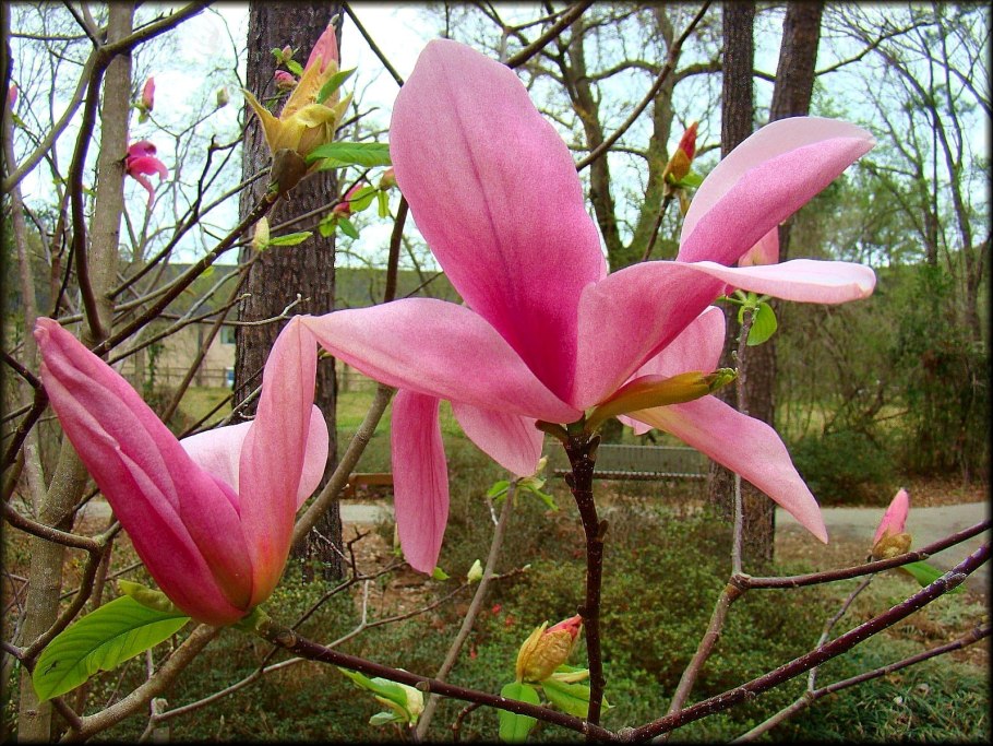 Магнолия charming Lady