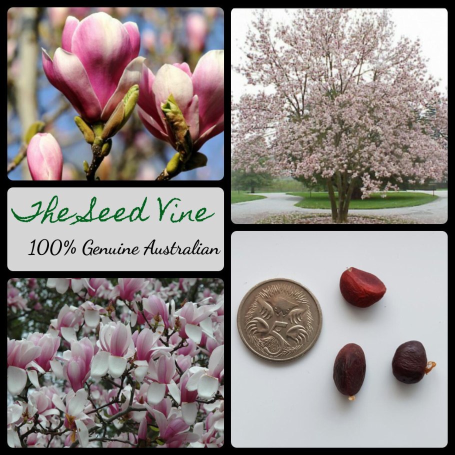 Магнолия Суланжа из семян