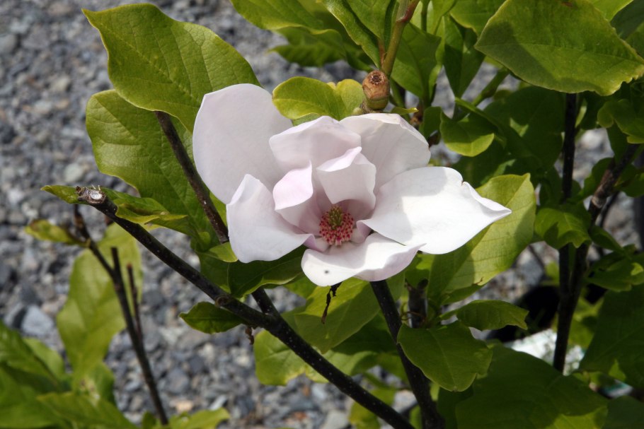 Магнолия Суланжа Альба Суперба