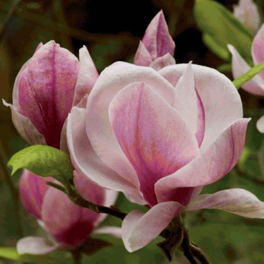 Магнолия вечнозеленая дерево