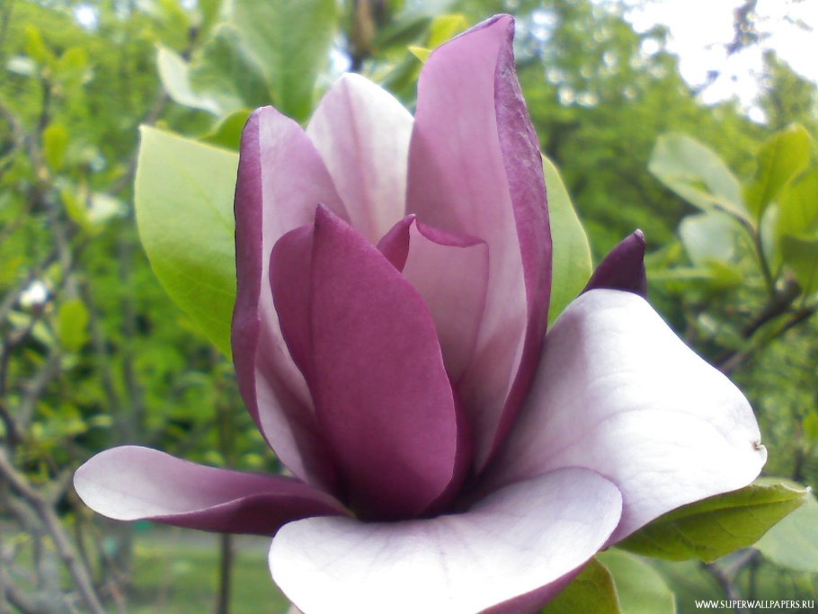 Магнолия Суланжа желтая