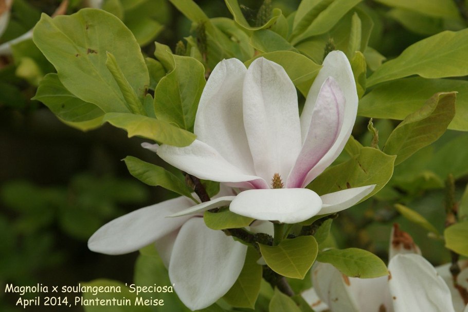 Магнолия супермаркет логотип