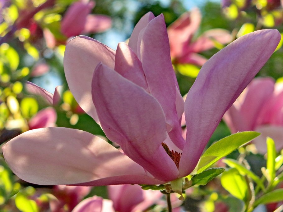 Магнолия Зибольда фото