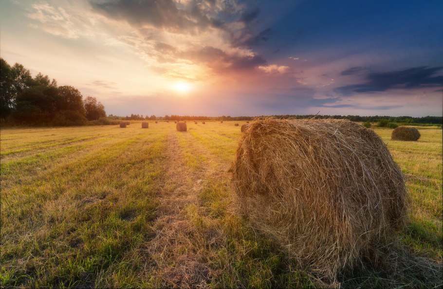 Деревня поле сенокос