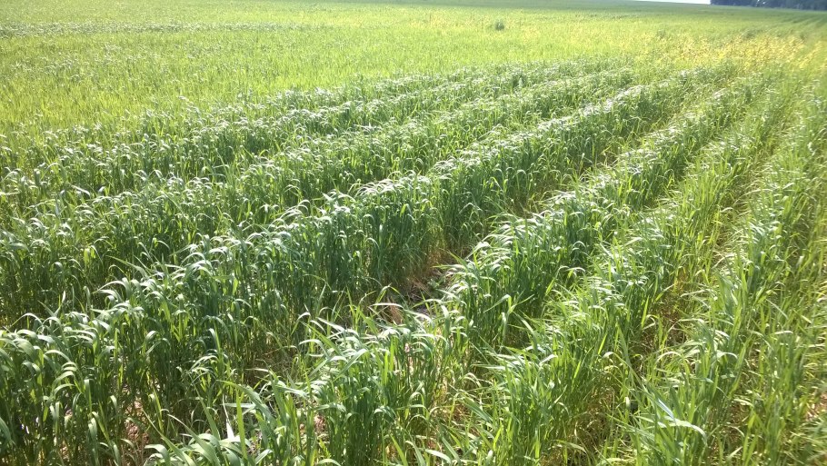 Широкорядный посев люцерны