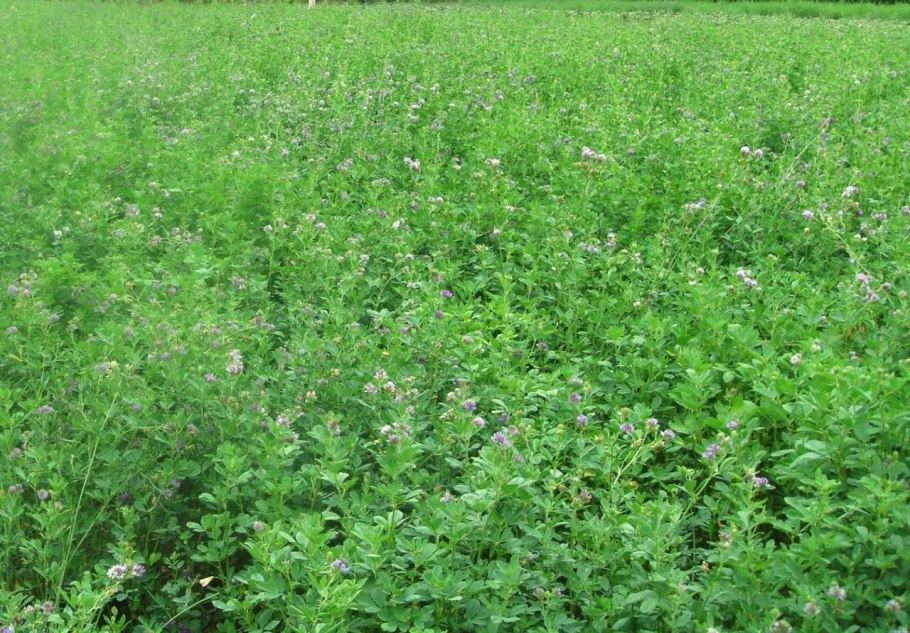 Многолетние травы люцерна