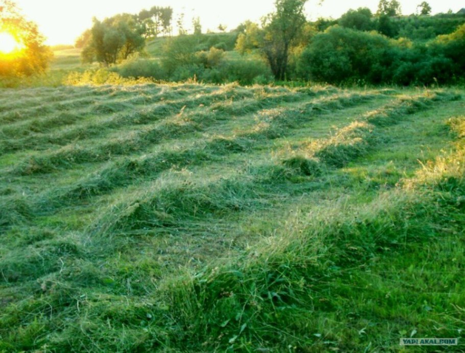 Запах скошенной травы