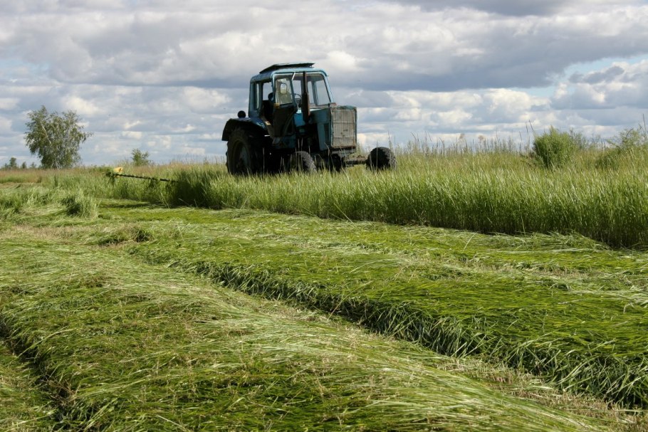 Кормопроизводство Растениеводство