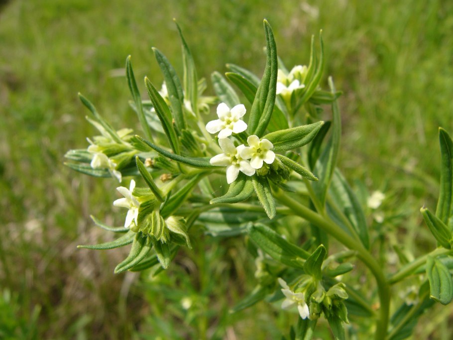 Воробейник пурпурно-синий (Aegonychon purpureocaeruleum)