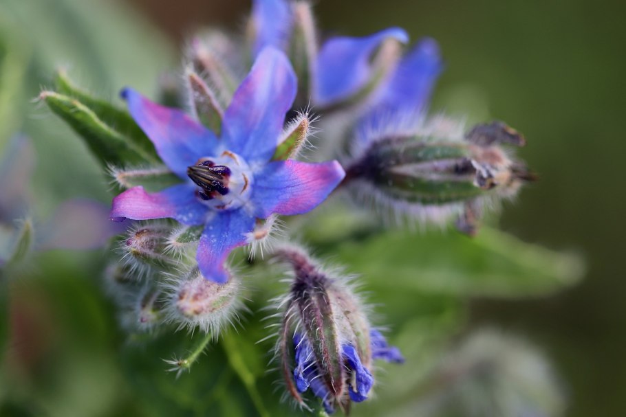 Воробейник Lithospermum erythrorhizon