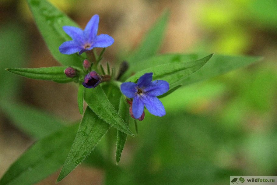 Lithospermum arvense