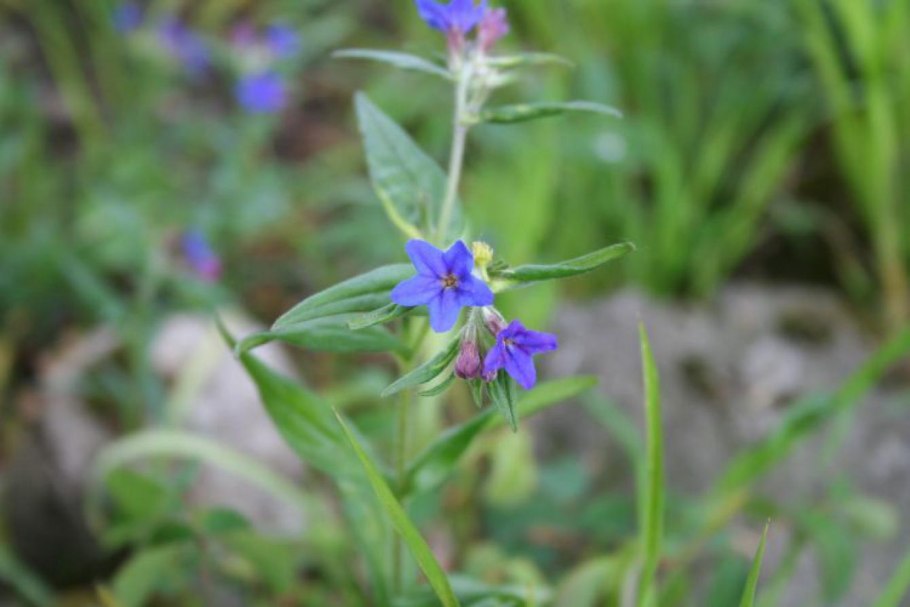 Воробейник лекарственный (Lithospermum officinale l.)