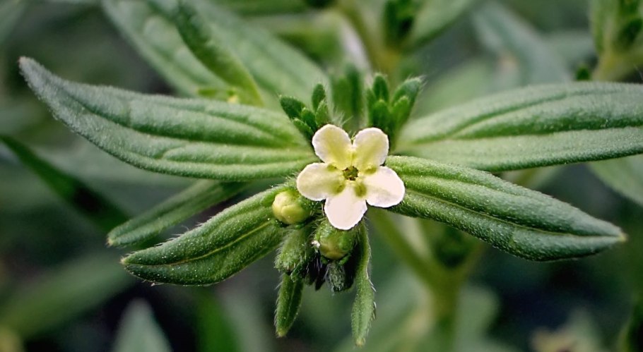 Воробейник Lithospermum семена