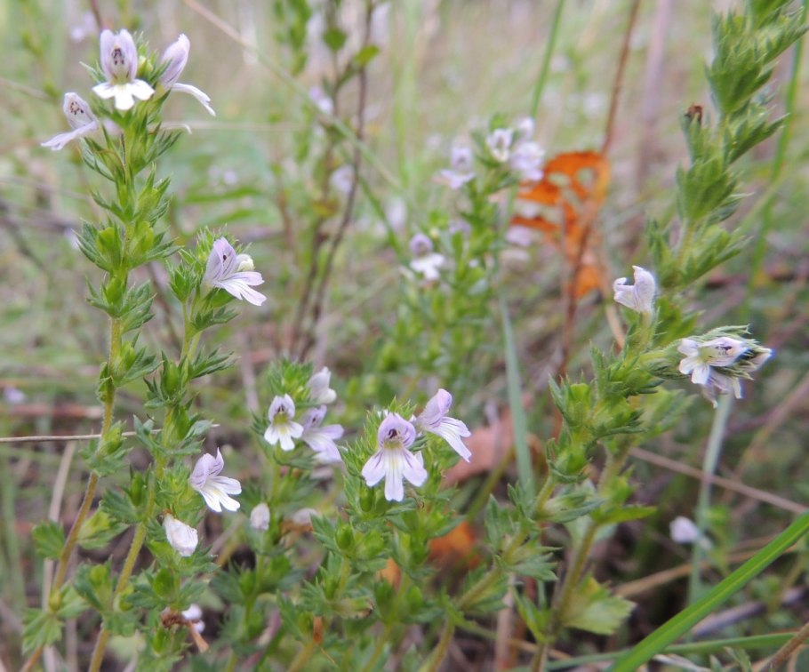 Воробейник лекарственный (Lithospermum officinale l.)