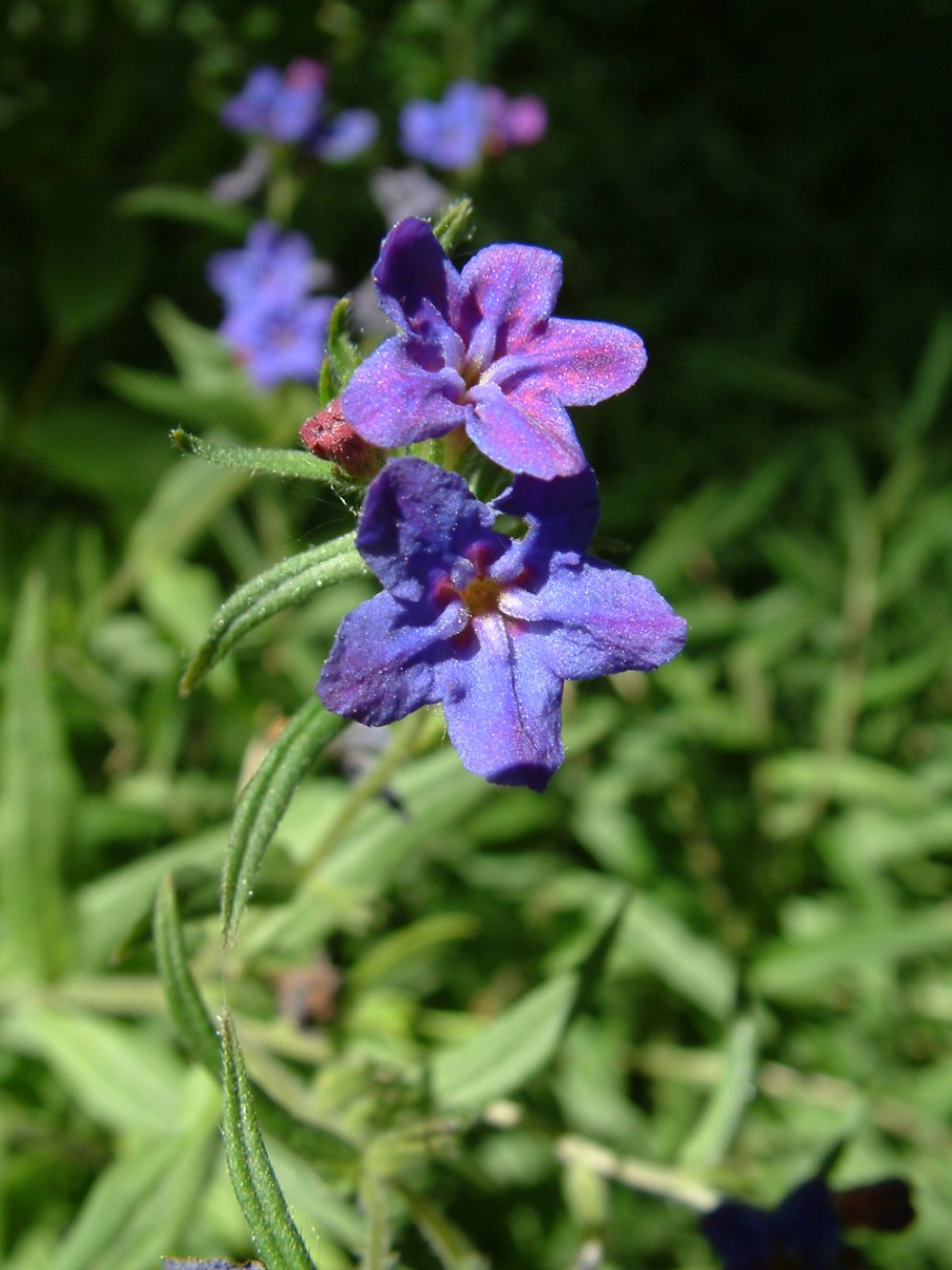 Воробейник Lithospermum