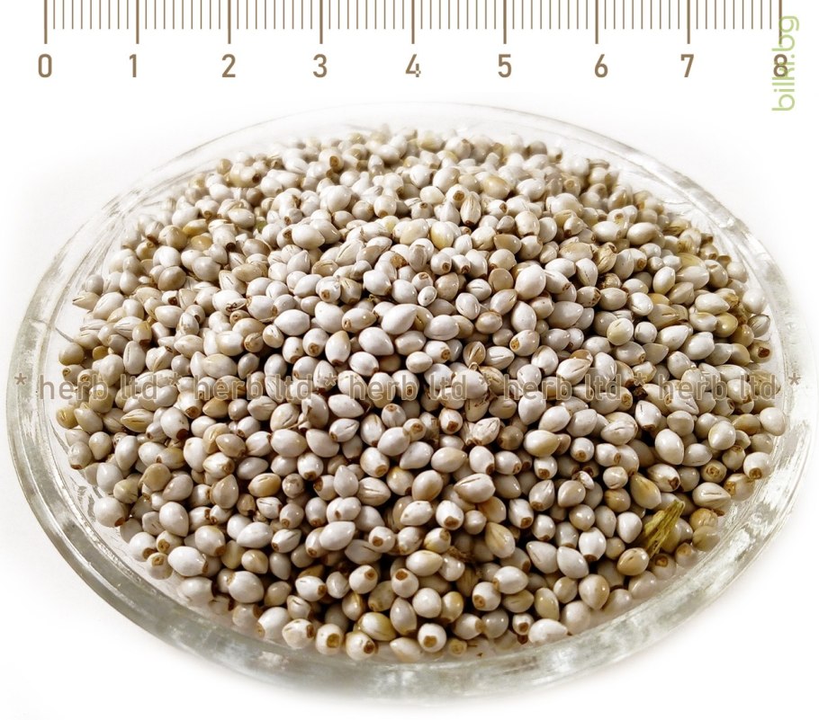 Воробейник лекарственный Lithospermum officinale