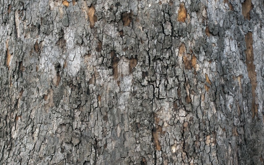 Bark texture бесшовная
