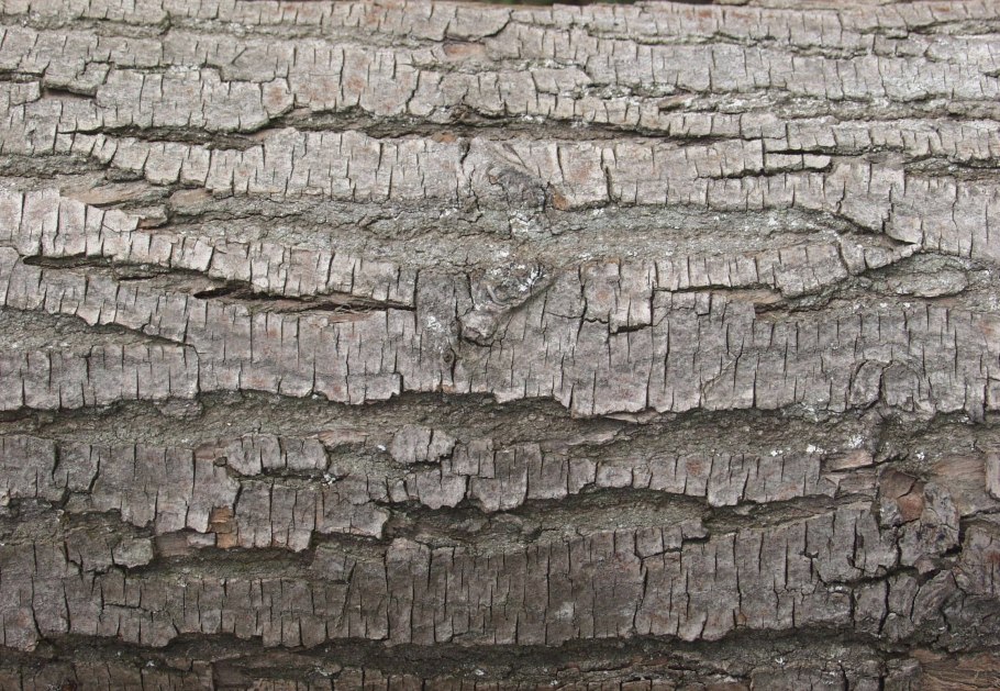 Фактура коры