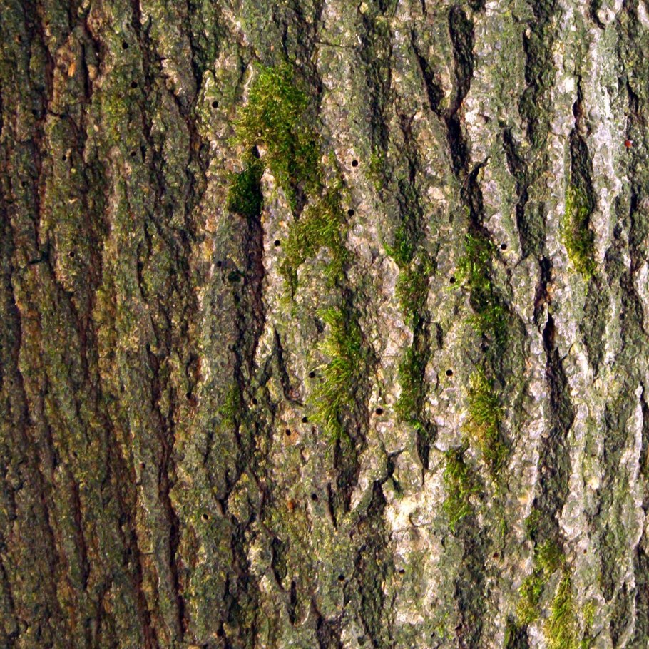 Bark texture бесшовная