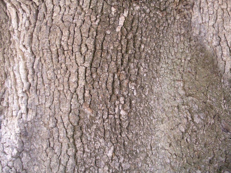 Бесшовна ятекутра кора дерева