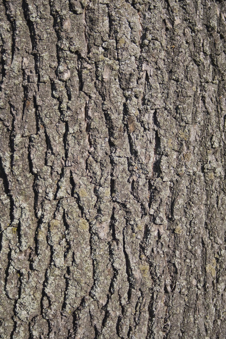 Кора дерева фактура